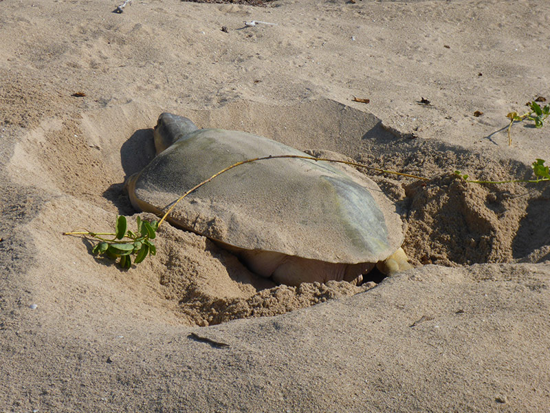 Flatback turtle digging