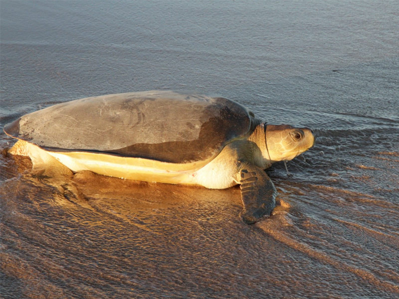 Flatback turtle returning to water after nesting