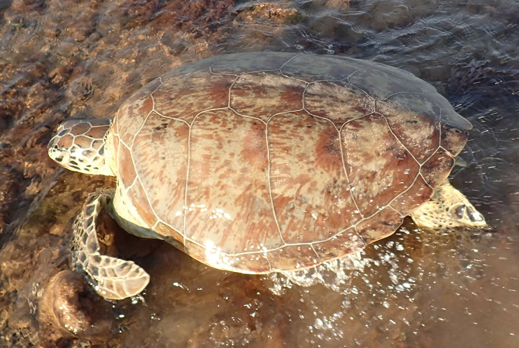 Green Turtle with mottled colouring and high-domed shell