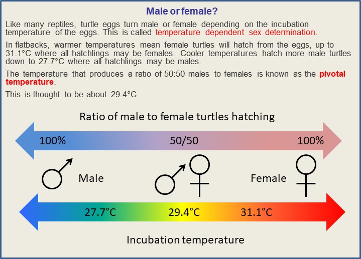 Gender of turtle eggs changes with incubation temperature