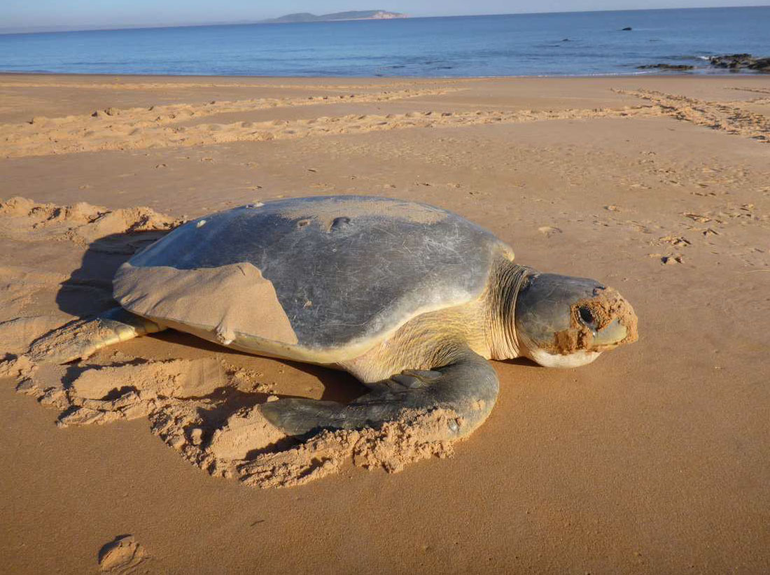 Flatback turtle monitoring program Thevenard Island