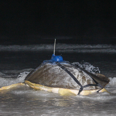 A flatback turtle with a tracker attached to its shell