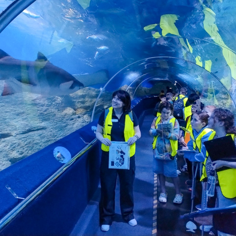 A teacher and students look at a shark in an underwater tunnel