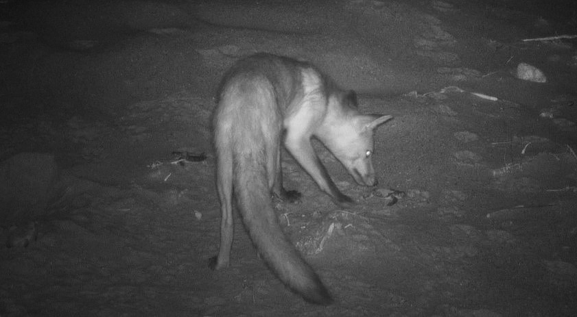 Fox spotted eating a hatchling flatback turtle at Mundabullangana Station. 