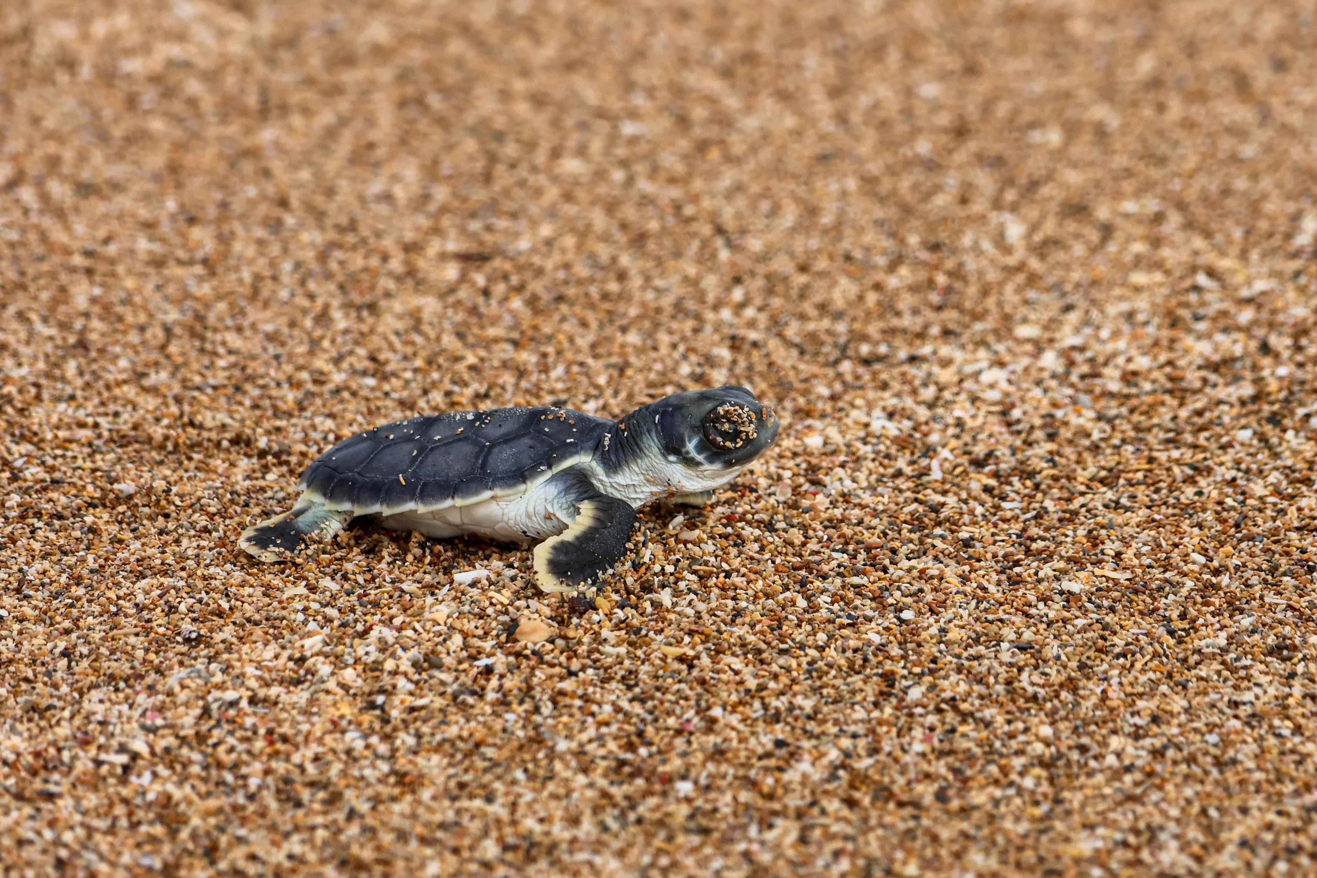 Flatback turtle hatchling on Thevenard Island in 2025.
