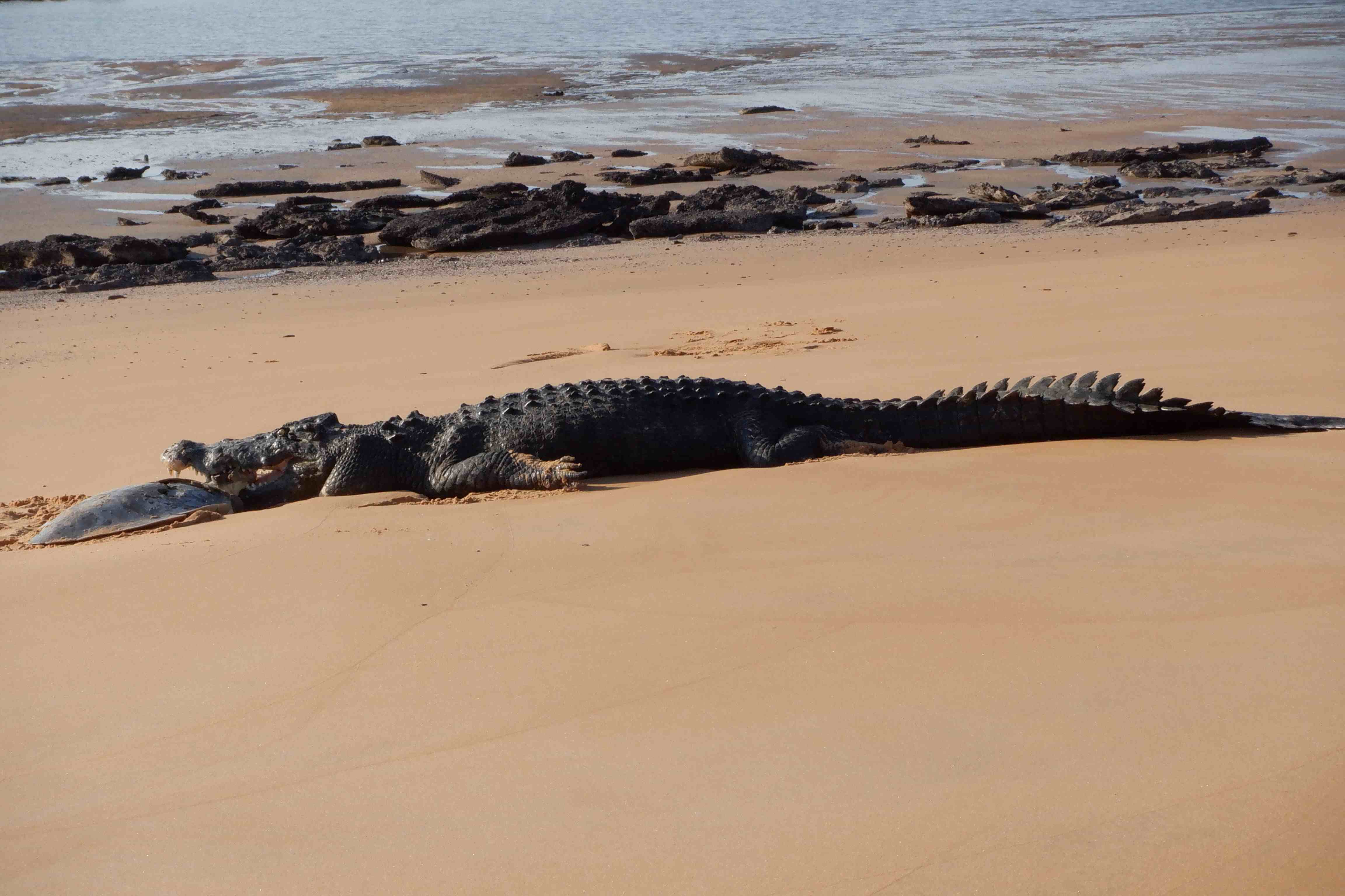 A crocodile eating a flatback turtle at Cape Domett in 2022