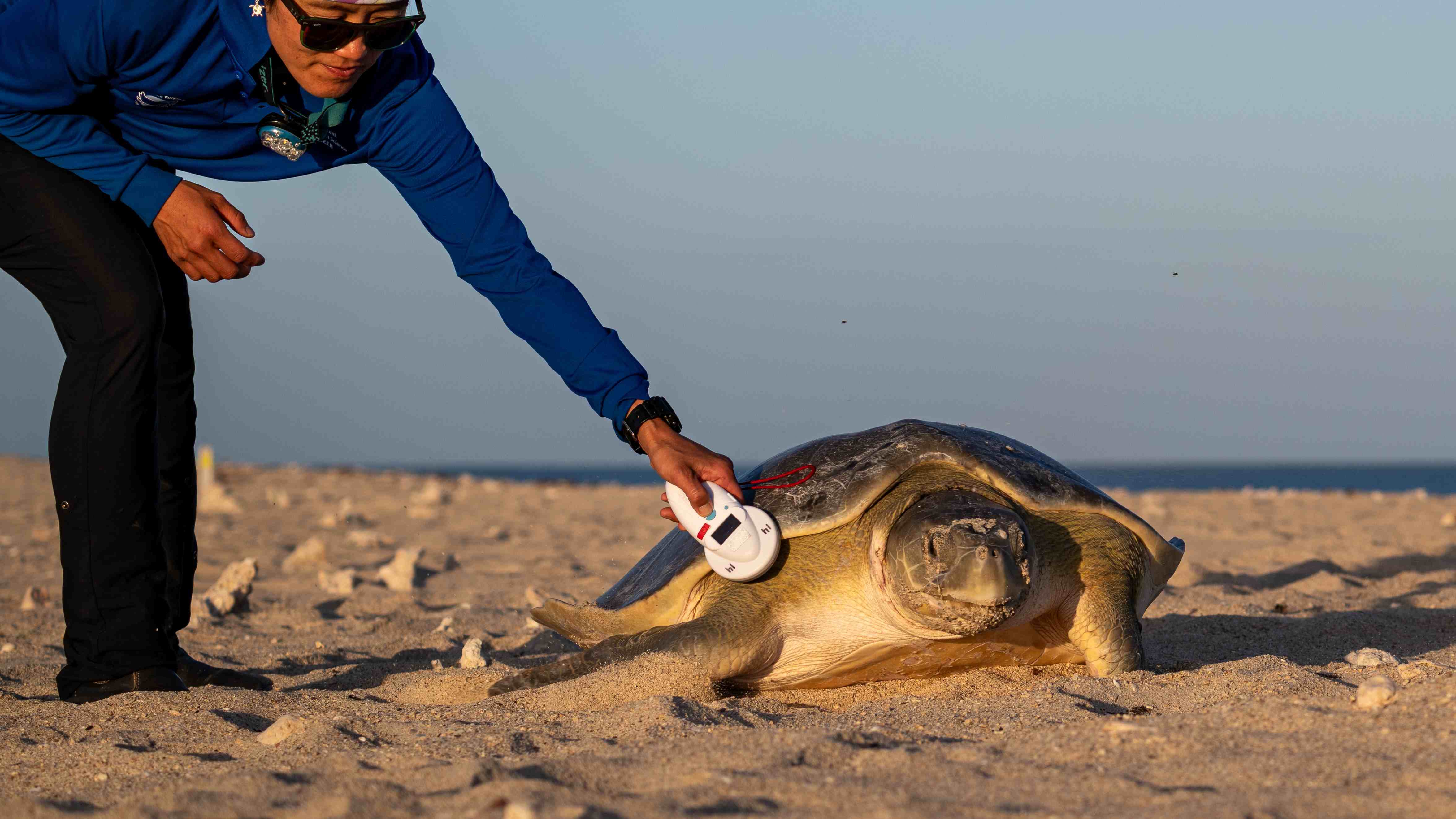 A flatback turtle having its PIT tag scanned on Delambre Island in 2025.