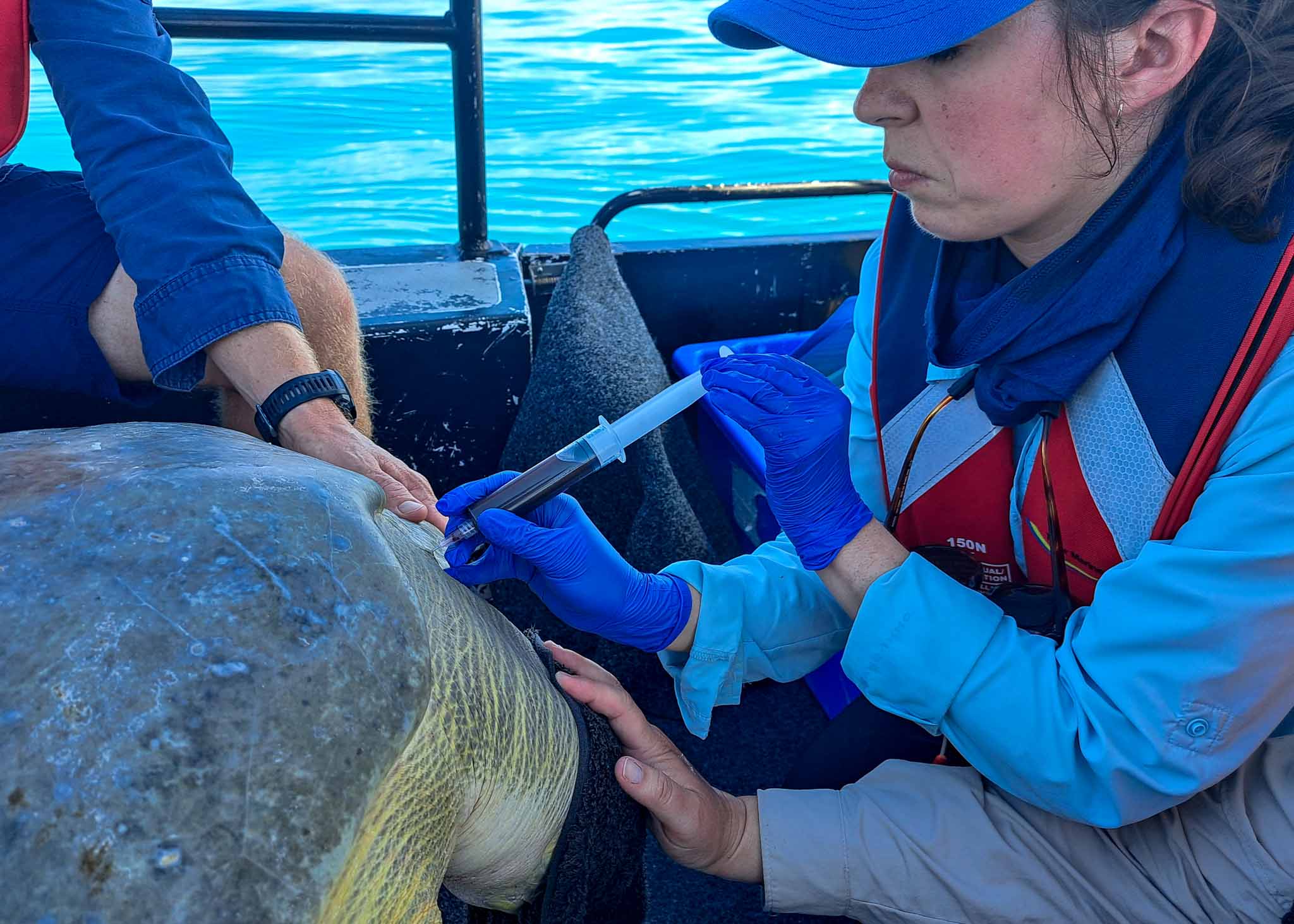 PhD candidate Rosie Brown taking blood samples from a flatback turtle.