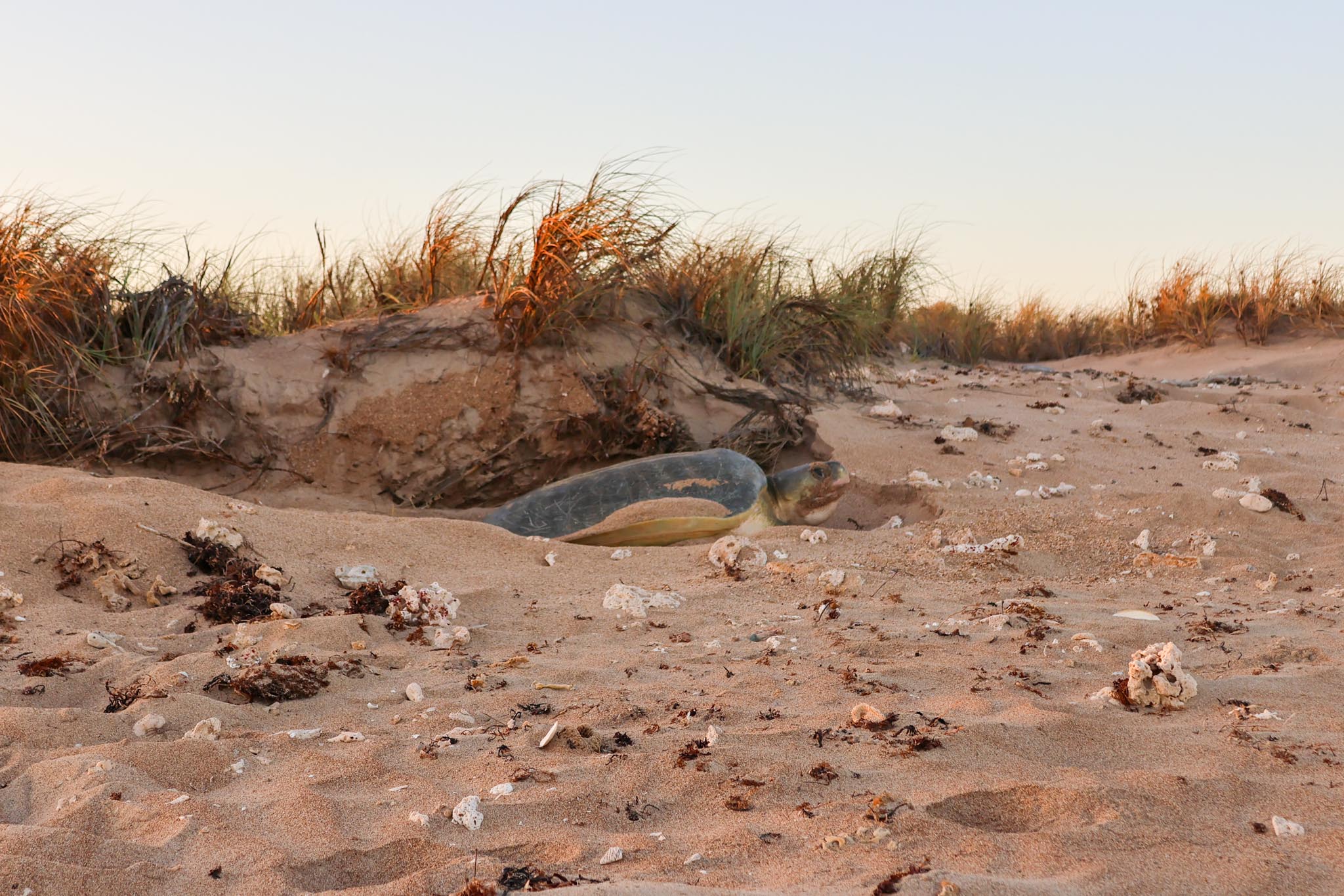 A flatback turtle nesting on a beach
