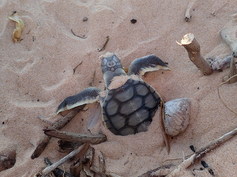 Flatback turtle hatchling emerging