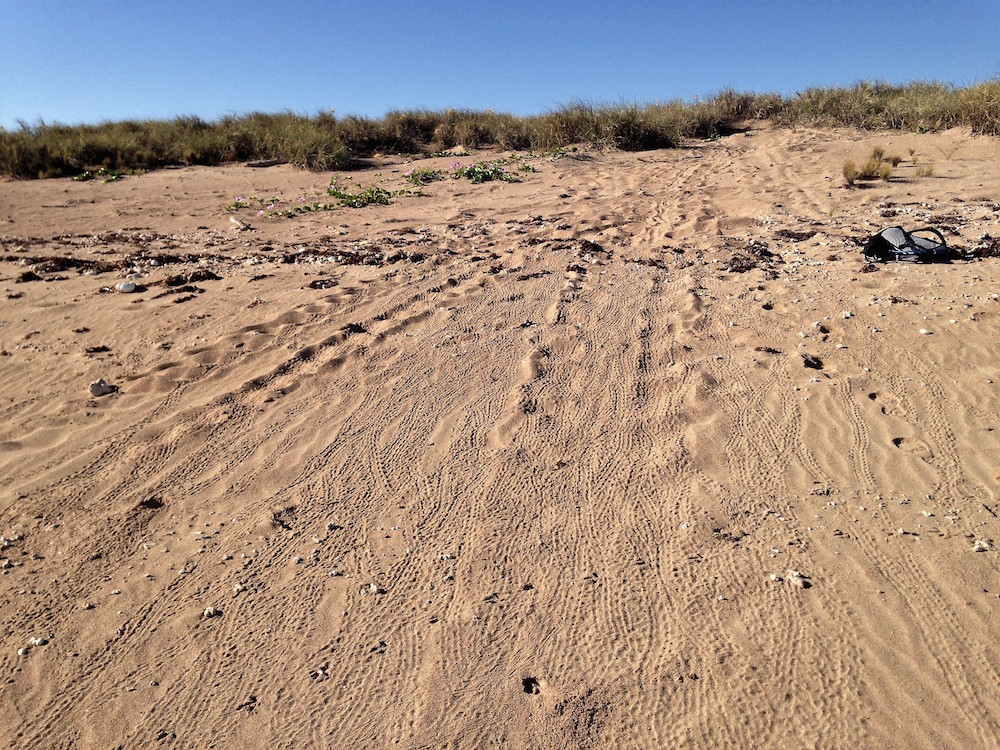 Hatchling tracks moving towards ocean