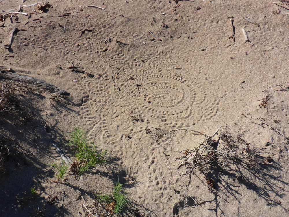 Hatchling tracks circling around
