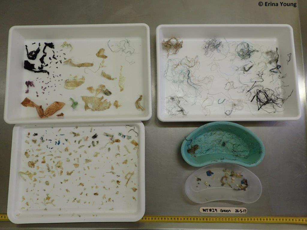 Sorted plastics from a single green turtle
