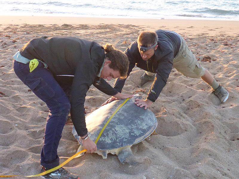 Volunteers measuring turtle length