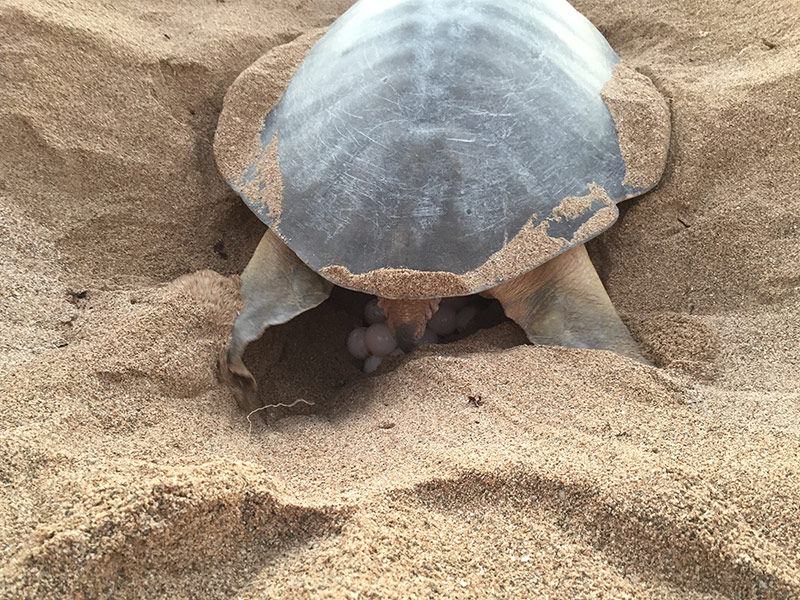 Flatback turtle covering the egg chamber