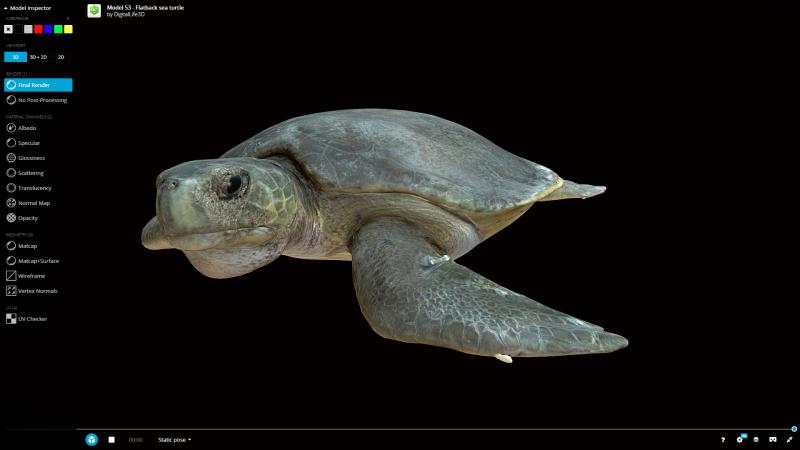 Flatback turtle 3d