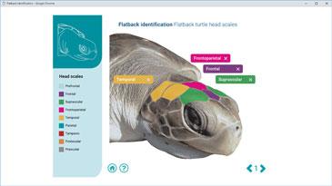 Flatback Turtle interactive